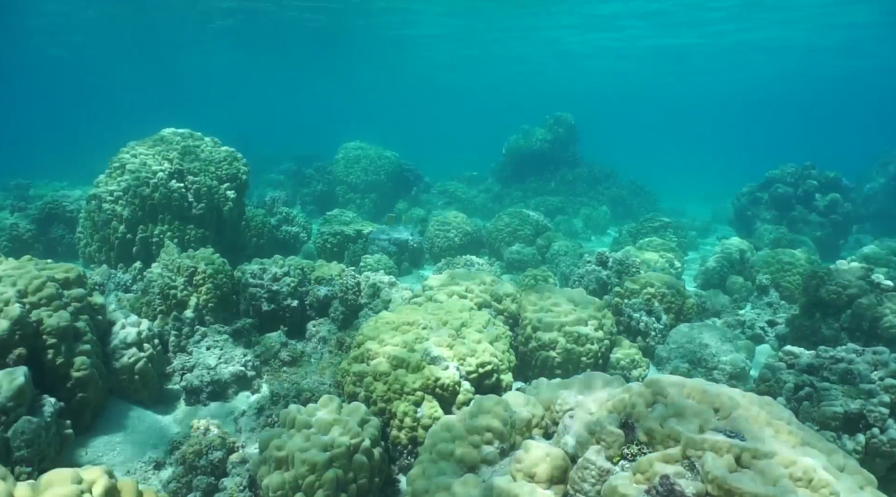 Коралловые рифы хранят секреты прошлого и будущего океанов - 1