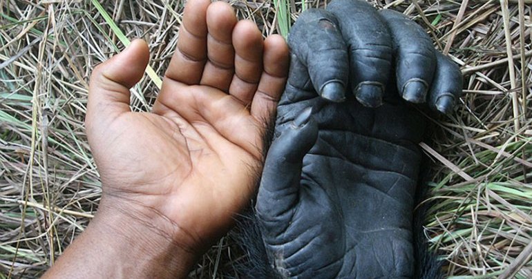 Откуда у приматов плоские ногти?