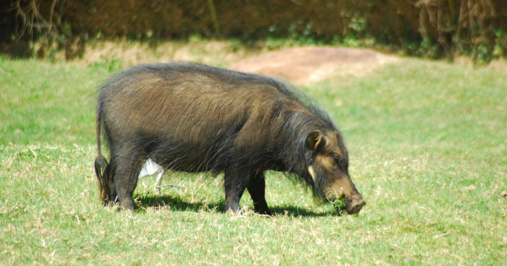 Большие лесные свиньи: редкое видео