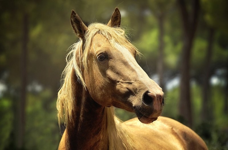 Лошади умеют соотносить эмоции на лице и в голосе человека