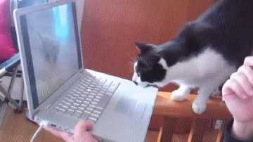 Как ИИ учится генерировать изображения кошек - 9