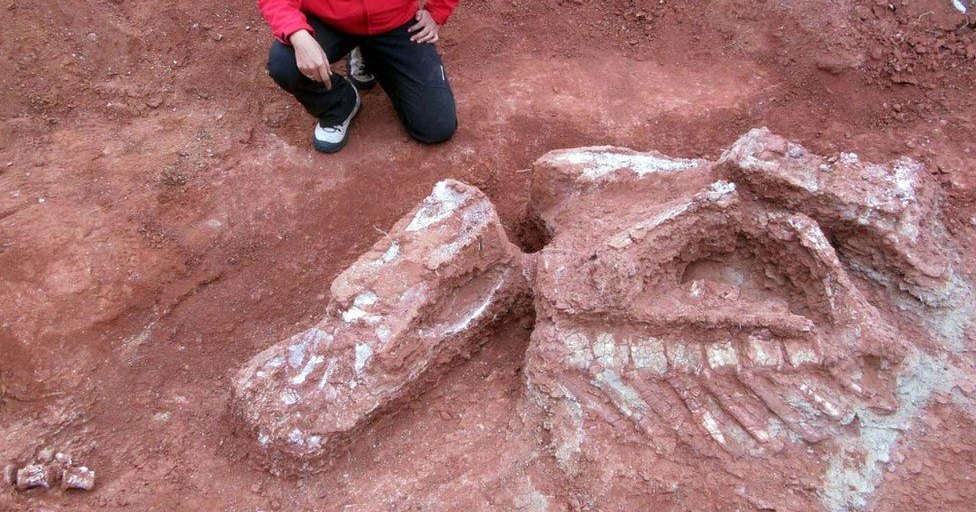 Археологи обнаружили кости самого большого из ранних динозавров