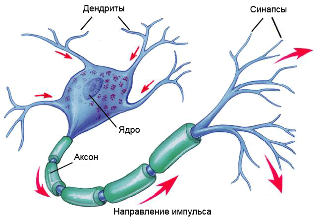 Рецепт искусственного мозга: нанотрубки, полиоксометаллат и щепотка электронов - 4