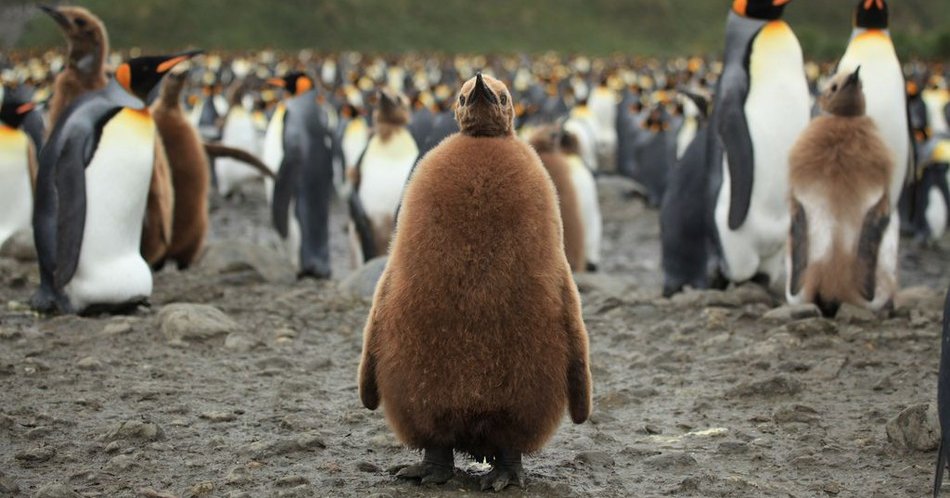 Самая большая в мире колония королевских пингвинов больше не самая большая
