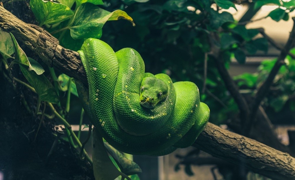 «Python выходит в лидеры»: кто и почему его использует - 1