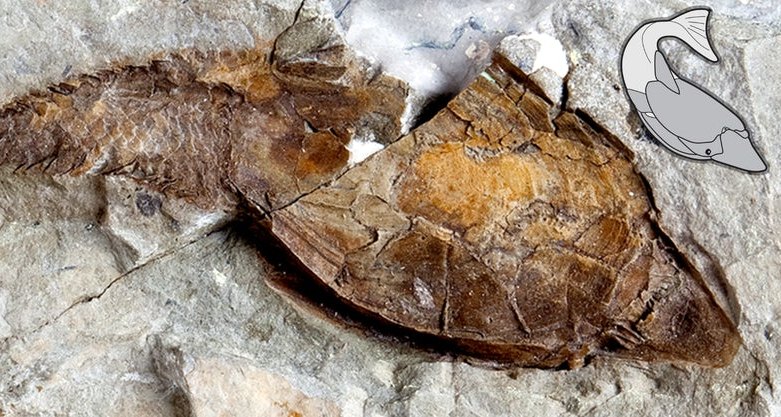Древнейшую кость нашли в окаменелостях рыбы возрастом 400 млн лет