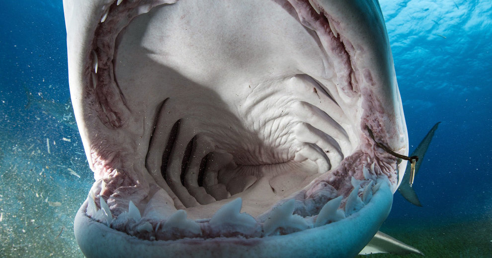 Почему акулы выплевывают свои желудки?