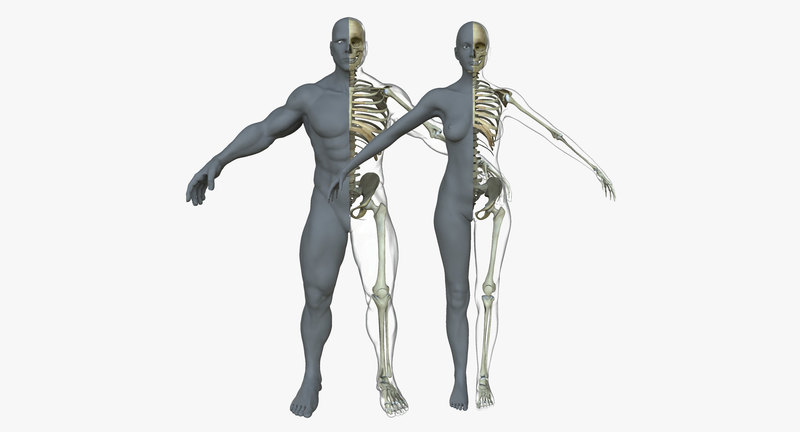 9 интересных фактов о человеческом скелете