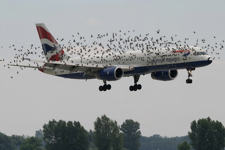 Дроны будут отгонять стаи птиц от аэропортов