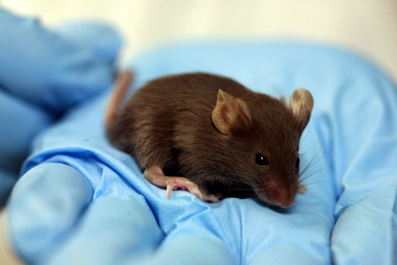 Регистрация медизделий: сколько мышей пострадает в процессе - 1