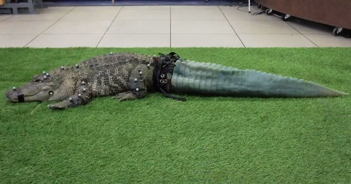 Аллигатору напечатали хвост на 3D-принтере
