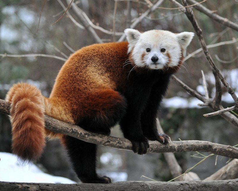 Малая панда: 7 интересных фактов