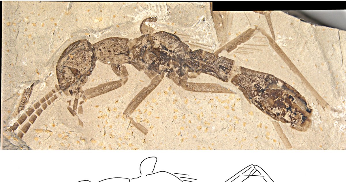 Найден древний таракан, притворявшийся муравьем