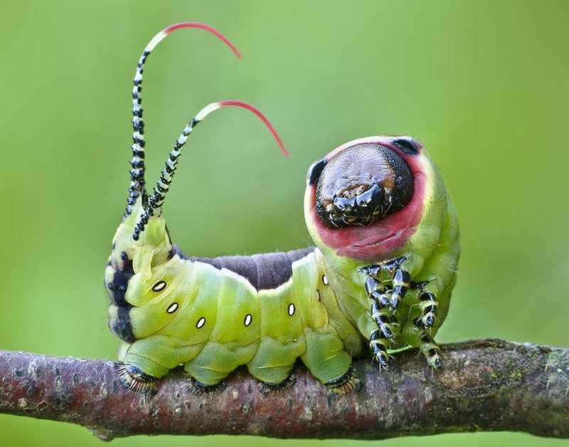 6 самых неприятных насекомых