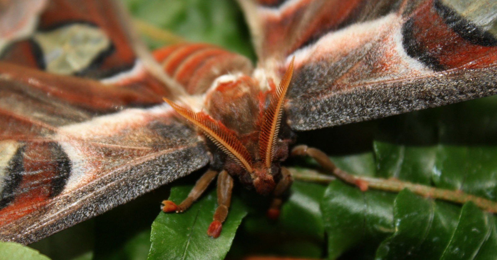 Когда у бабочек были челюсти: необычное открытие