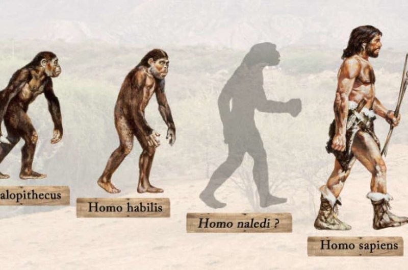 Что мы знаем о Homo naledi: 7 интересных фактов