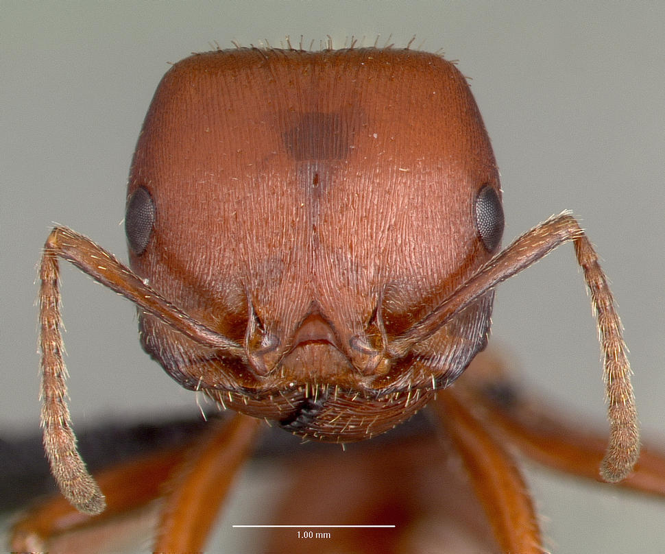 IT в мире животных: поиск еды муравьями и протокол TCP-IP - 2