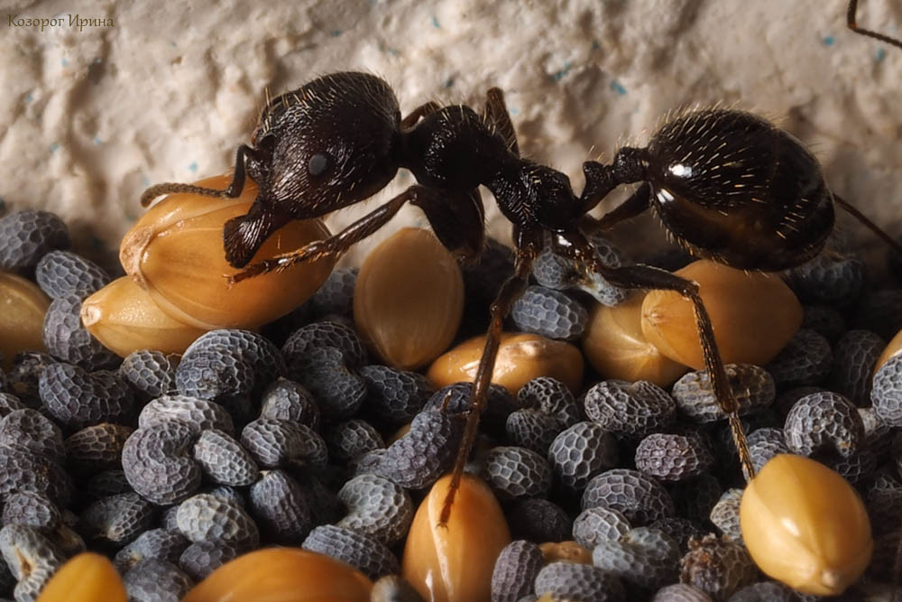 IT в мире животных: поиск еды муравьями и протокол TCP-IP - 1