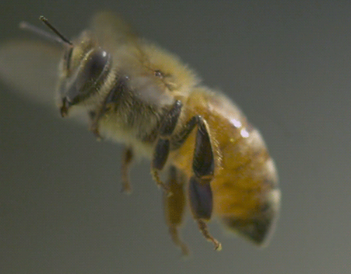 Это правильные пчелы: механическая адаптация к динамическому воздействию - 2