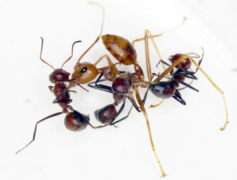 Обнаружен новый вид «взрывающихся муравьев»