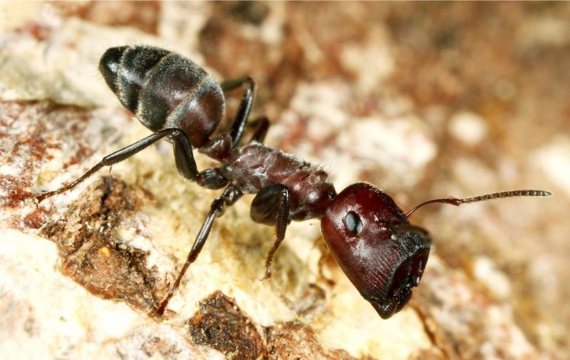 Обнаружен новый вид «взрывающихся муравьев»