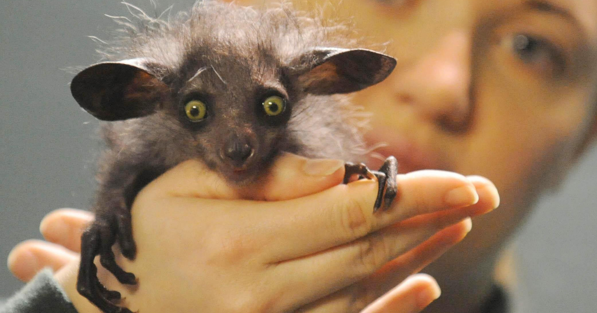 Мадагаскарская руконожка: самое загадочное животное