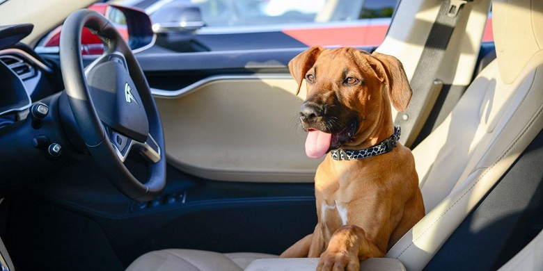 «Собачий режим» подскажет людям, что собака в машине Tesla находится в безопасности