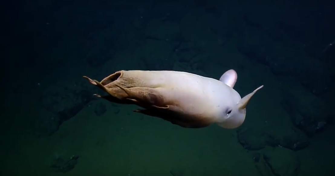 Редкий глубоководный осьминог Дамбо: видео