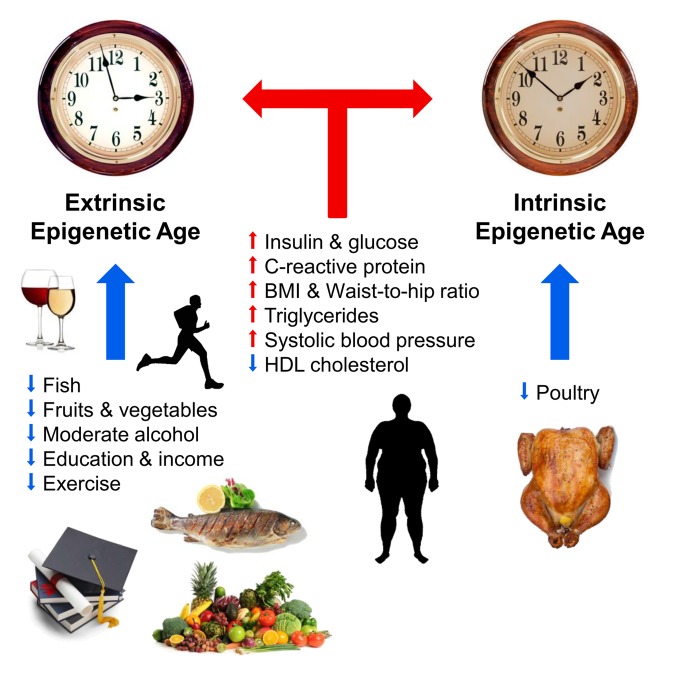 Эпигенетические биомаркеры старения - 2