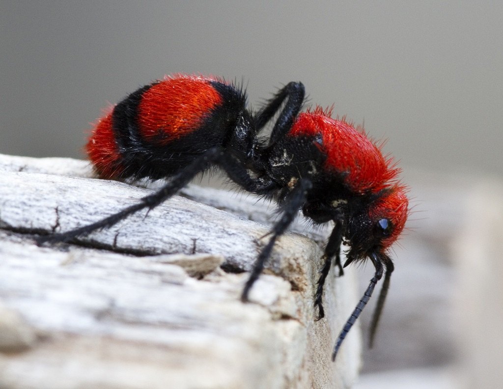 Больнее не бывает: что происходит с человеком после укуса бархатного муравья