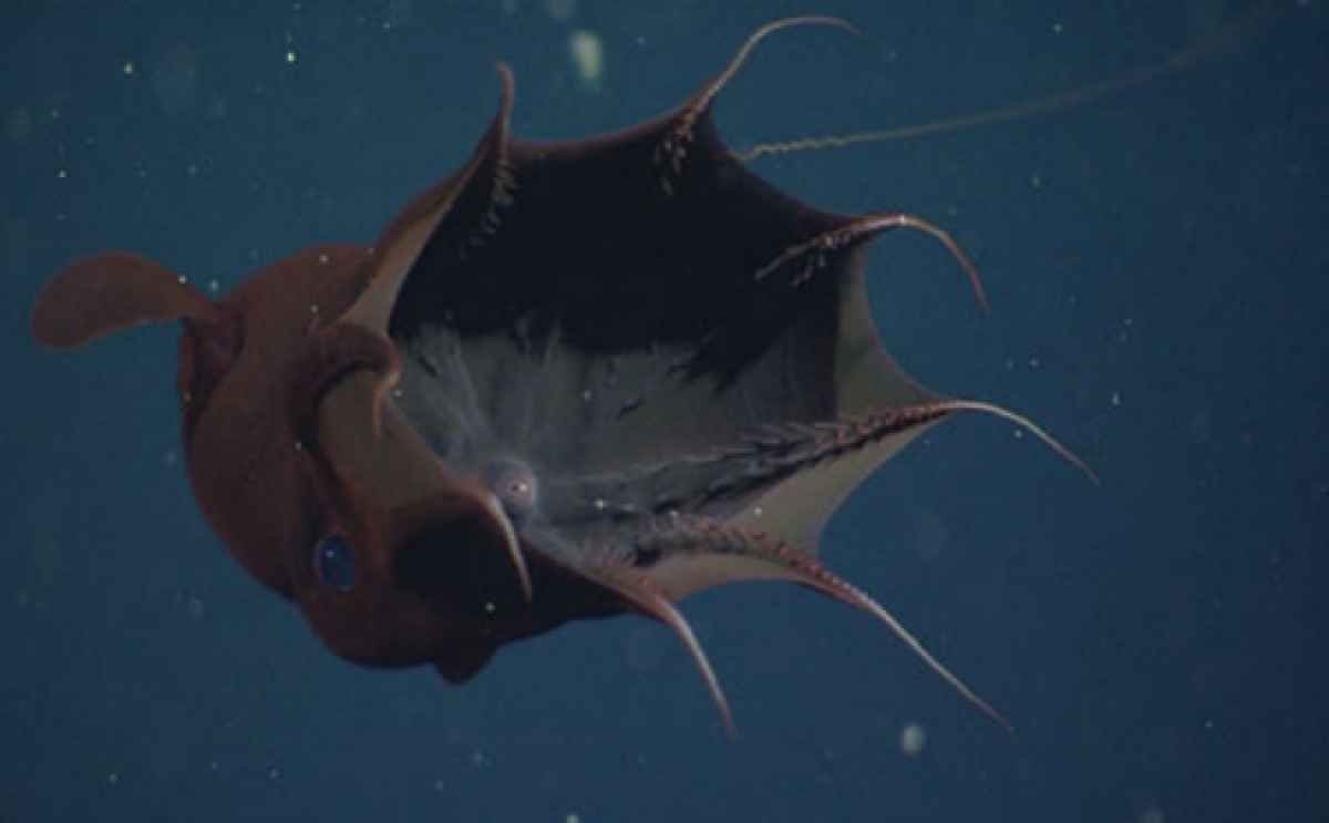 10 самых необычных головоногих из глубин океана