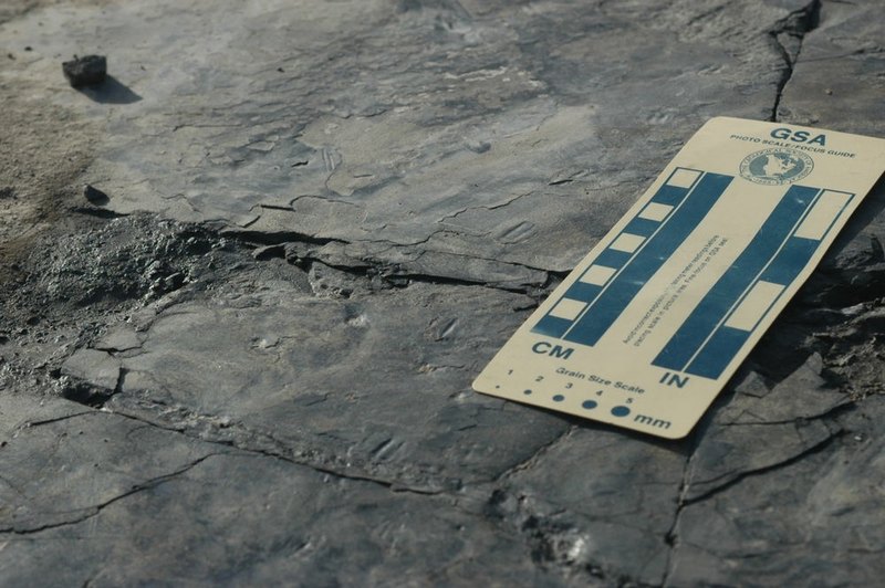 Найдены самые маленькие следы динозавров