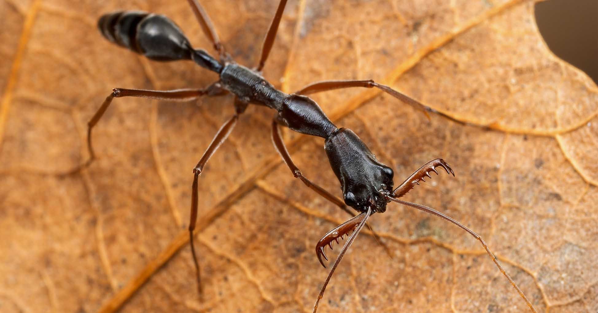 Ядовитые капканы из вражеских голов: как воюют самые жестокие муравьи