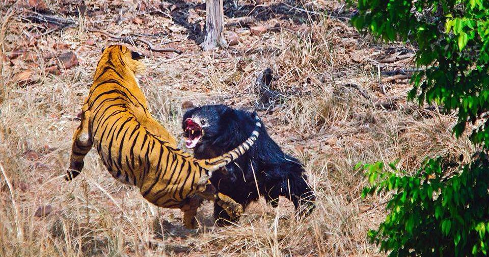 Тигр против медведя: смертельный поединок