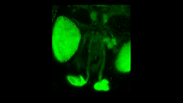 «Невидимые» мухи: новый метод изучения нервной системы посредством депигментации тканей - 11