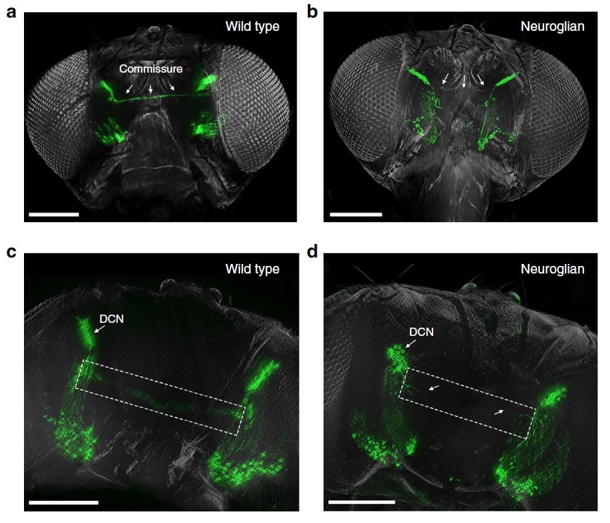 «Невидимые» мухи: новый метод изучения нервной системы посредством депигментации тканей - 15