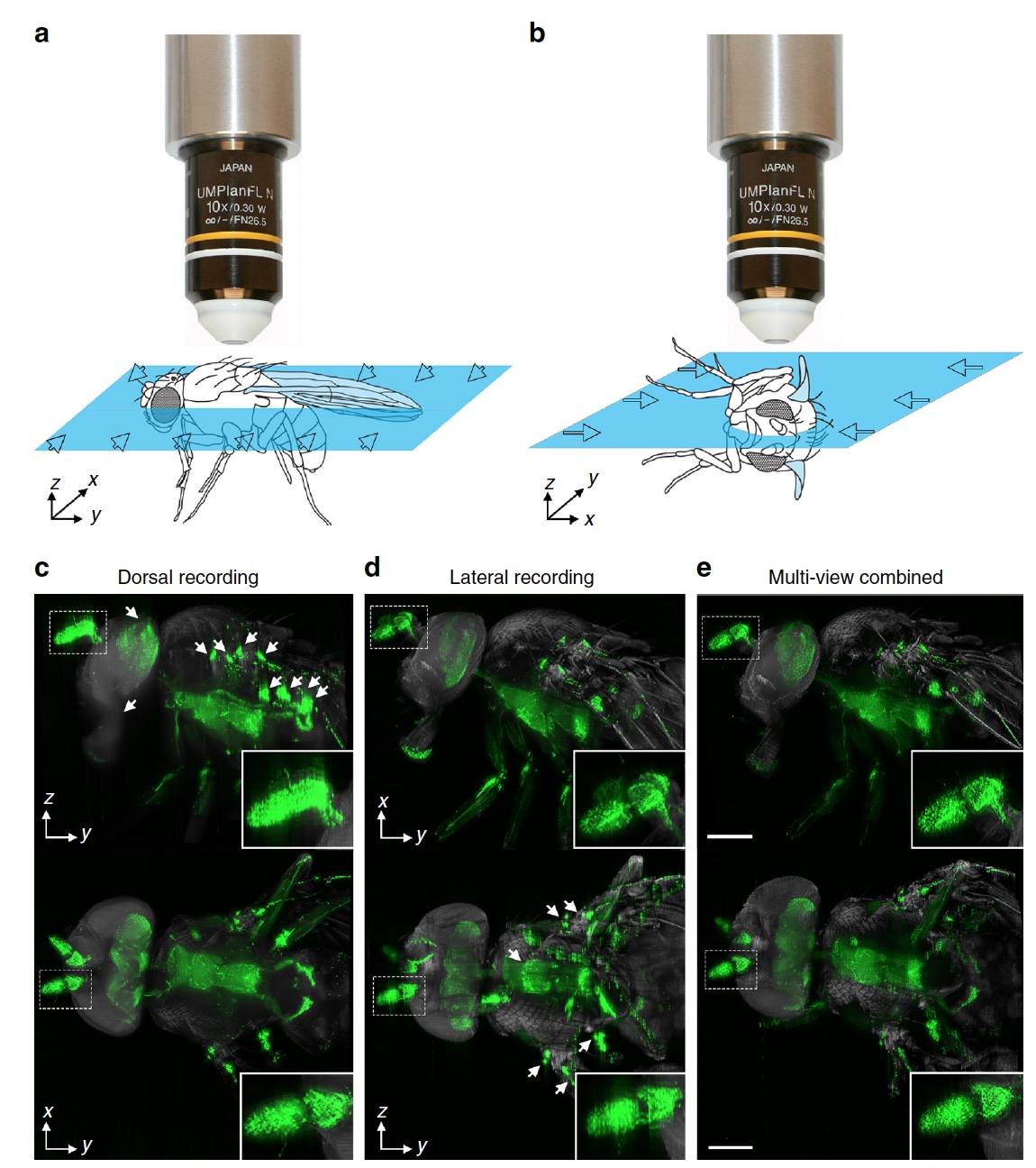 «Невидимые» мухи: новый метод изучения нервной системы посредством депигментации тканей - 16