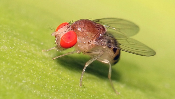 «Невидимые» мухи: новый метод изучения нервной системы посредством депигментации тканей - 3