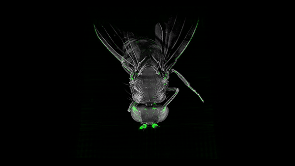 «Невидимые» мухи: новый метод изучения нервной системы посредством депигментации тканей - 9
