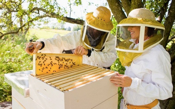 Пчеловоды за работой