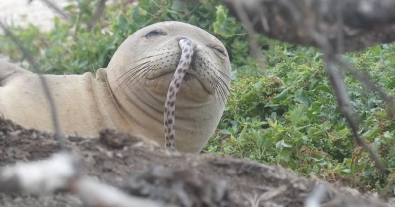 На Гавайях замечены тюлени с угрями в ноздрях
