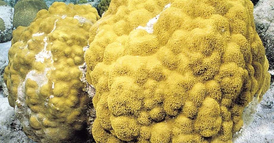 У кораллов обнаружен слух