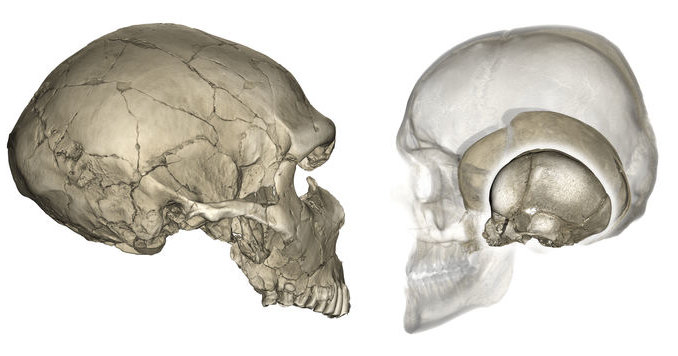 Почему у неандертальца череп плоский, а у современного человека — круглый