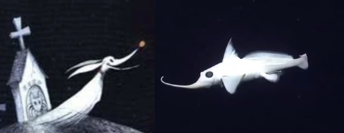 Глубоководная рыба, похожая на персонажа «Кошмара перед Рождеством»: видео