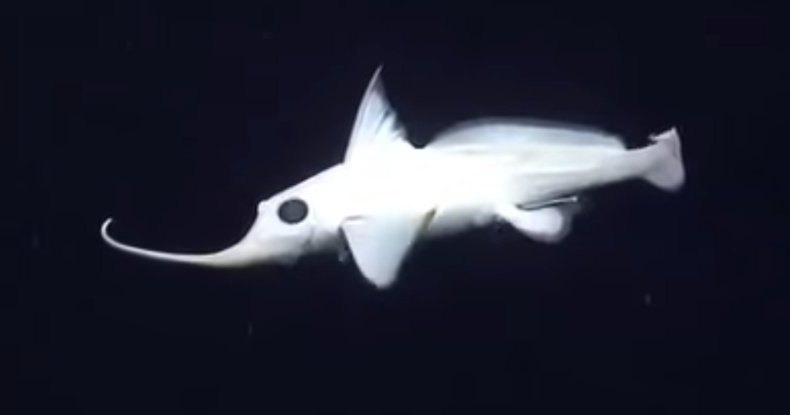 Глубоководная рыба, похожая на персонажа «Кошмара перед Рождеством»: видео