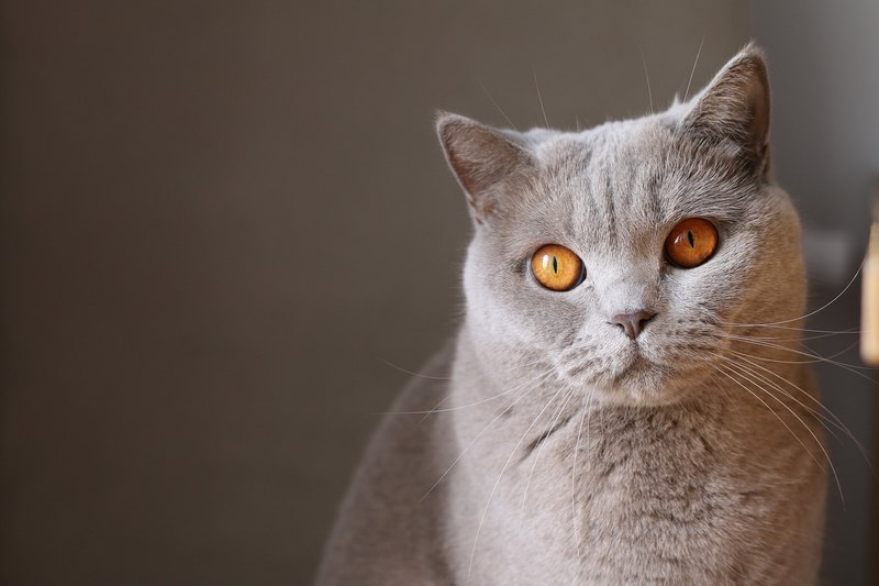 Что такое кошка и почему мы ее любим: научный подход