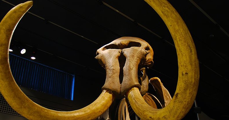 Торговцы перепутали слоновью кость и бивень мамонта: ископаемые сокровища