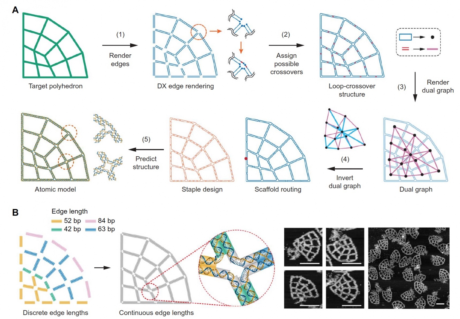 PERDIX: алгоритм автоматического проектирования ДНК-оригами разной геометрии - 3