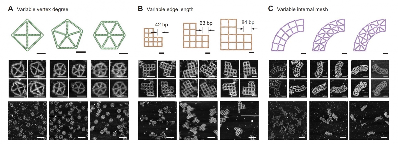 PERDIX: алгоритм автоматического проектирования ДНК-оригами разной геометрии - 4