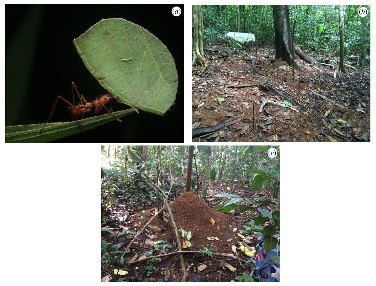 Маленькие создания, большие деяния: роль листорезов в парниковом эффекте неотропики - 4
